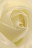 This close perspective invites you into the very heart of a cream-white rose, as if you're wrapped within its velvety layers here in Shadwell. Each petal unfurls gradually in an elegant spiral, the surface appearing almost pearlescent under the diffused glow of East London daylight. Gentle shadows create a sense of intimacy and quiet drama, reminiscent of a tranquil morning stroll along the Regents Canal. The atmosphere is serene and timeless, carrying the subtle, sweet fragrance that recalls freshly-cut blooms prepared by Shadwell's dedicated florists for their local clients. This rose whispers of reverence and heartfelt intent-a perfect choice when you wish to send a message of sympathy, admiration, or celebrate a gentle new beginning. The scene encapsulates not just a beautiful flower but the deep-rooted connection and artistry that shapes every arrangement crafted with care for the Shadwell community.